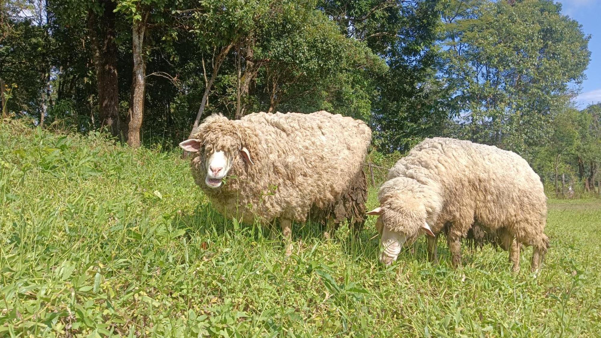 ไร่นิธิสุนทร Nithisoonthon Farmstay ماي هونج سون المظهر الخارجي الصورة